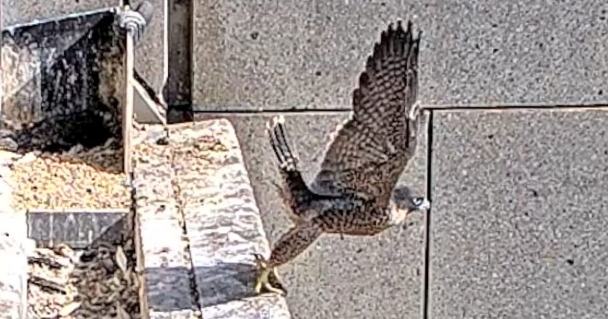 faucons - Trois faucons pèlerins de 'nestflix' prennent leur envol pour la première fois