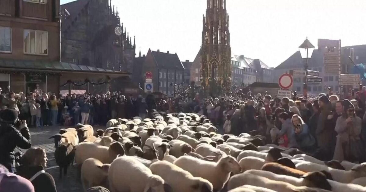 moutons - Des centaines de moutons traversent une ville allemande historique lors d'une tradition annuelle