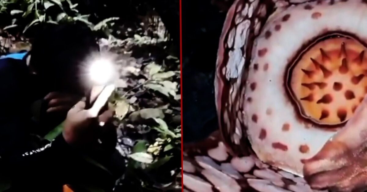 fleur - Un chercheur découvre une fleur rare après 13 ans de recherche : quel est le moment clé ?