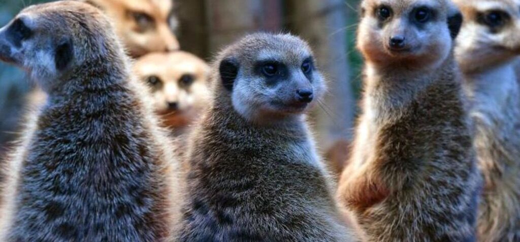 monogamie - Les humains se blottissent contre les suricates dans le classement de la monogamie