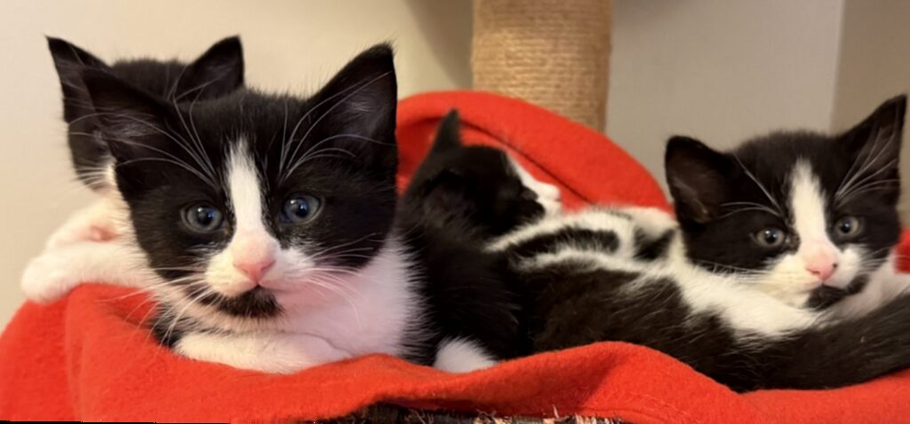 chats - Pas de projet d'obligation pour les conducteurs de signaler les collisions avec des chats, annonce le gouvernement