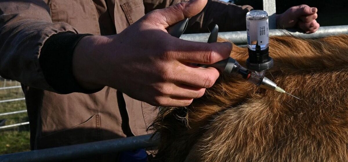 Protocole - « Un Protocole Clair Existe » : Les Syndicats Agricoles de Savoie et de Haute-Savoie Soutiennent la Stratégie de l'État Contre la Dermatose