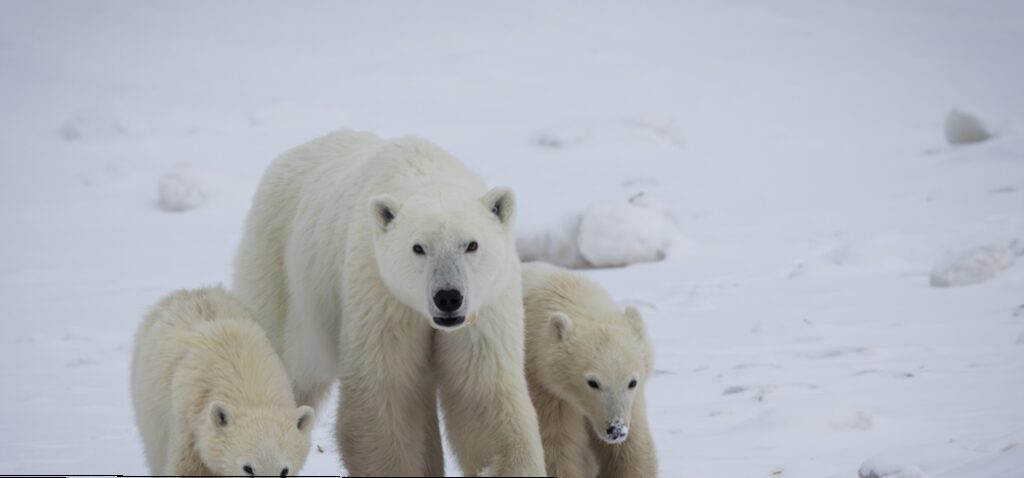 ours - Une mère ours polaire adopte un ourson dans un cas rarement documenté