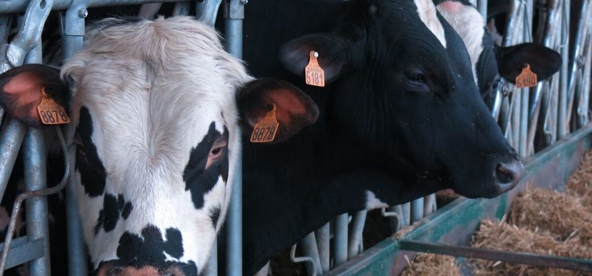 Maladie - Dermatose Nodulaire : La Maladie Pourrait Menacer 10 % Du Cheptel Bovin Français, Avertit La Ministre De L'Agriculture