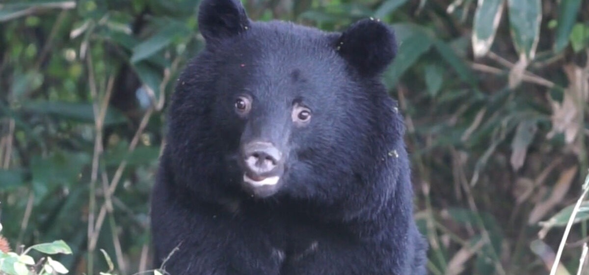 viande - Pourquoi le Japon commence-t-il à consommer de la viande d'ours ?