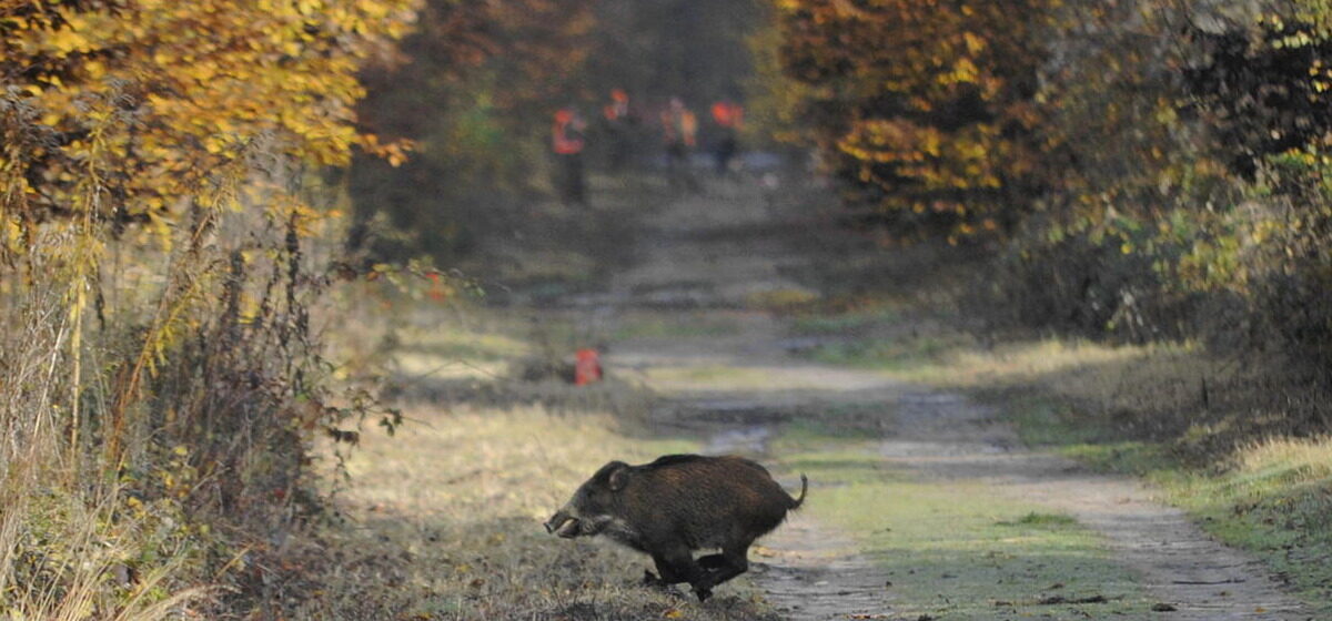 sanglier - Aveyron : Un septuagénaire gravement blessé après avoir été renversé par un sanglier, évacué par tyrolienne