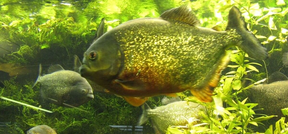 piranhas - Une petite fille de 2 ans tuée par une attaque de piranhas après être tombée dans une rivière au Brésil