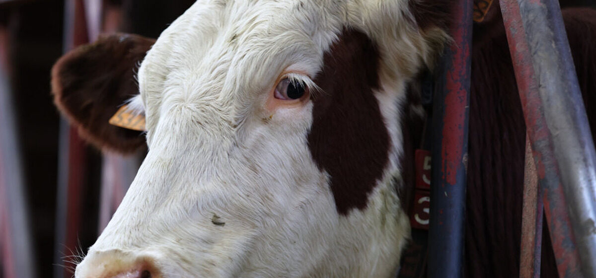 Budget - Dermatose Nodulaire, Budget de la Sécu, Triomphe de « clair-obscur » : Les Informations Clés à Retenir Ce Midi