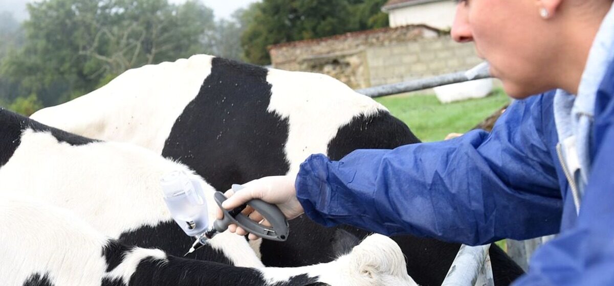 vacciner - Dermatose des bovins : Faut-il vacciner tous les élevages ?