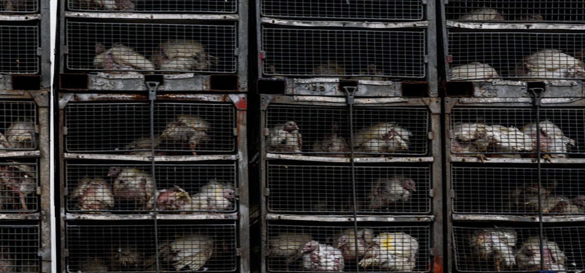 grippe - « Une pandémie est possible » : la grippe aviaire, le virus qui menace la planète