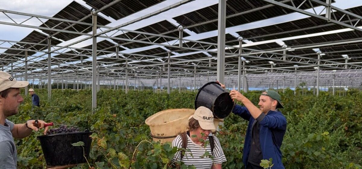 Vignerons - Un Complément de Revenu pour les Viticulteurs : Les Vignerons des Côtes-du-Roussillon Adoptent l’Agrivoltaïsme