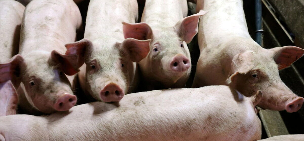 Porc - La Chine Implique L'Europe Dans Un Scandale De « dumping » Sur Le Porc Avec Des Droits Jusqu'à 19,8 % Pour Cinq Ans