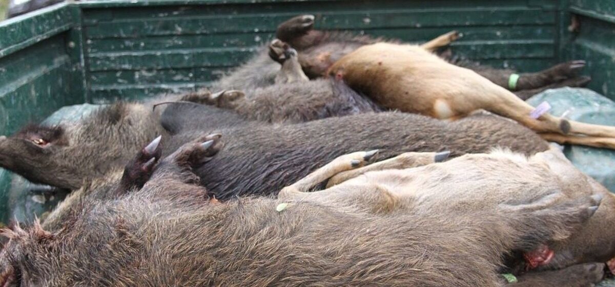 Sanglier - Et Si Vous Goûtez Au Sanglier ? Découvrez La Fête De La Venaison Dans Les Pyrénées-Orientales