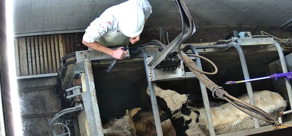 abattoir - Vaches « décapitées » et cochons « brûlés » vivants : un abattoir suspendu dans la Nièvre suite aux accusations de L214