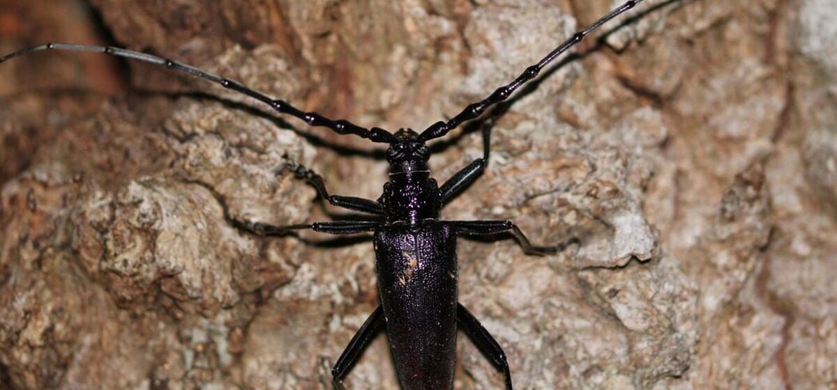 Hôtel - Pour Protéger Le Grand Capricorne, Un Chêne Centenaire De La Sarthe Devenu Un Hôtel à Insectes