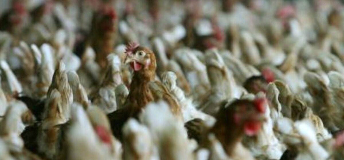 Dindes - Grippe aviaire : Un premier foyer détecté dans les Landes, des milliers de dindes et de poulets de l'élevage vont être abattus