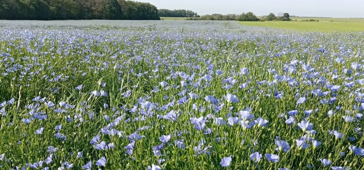 Huile - À Épernon, Le Labo Expanscience Intègre L'Huile De Lin Locale Dans Ses Cosmétiques