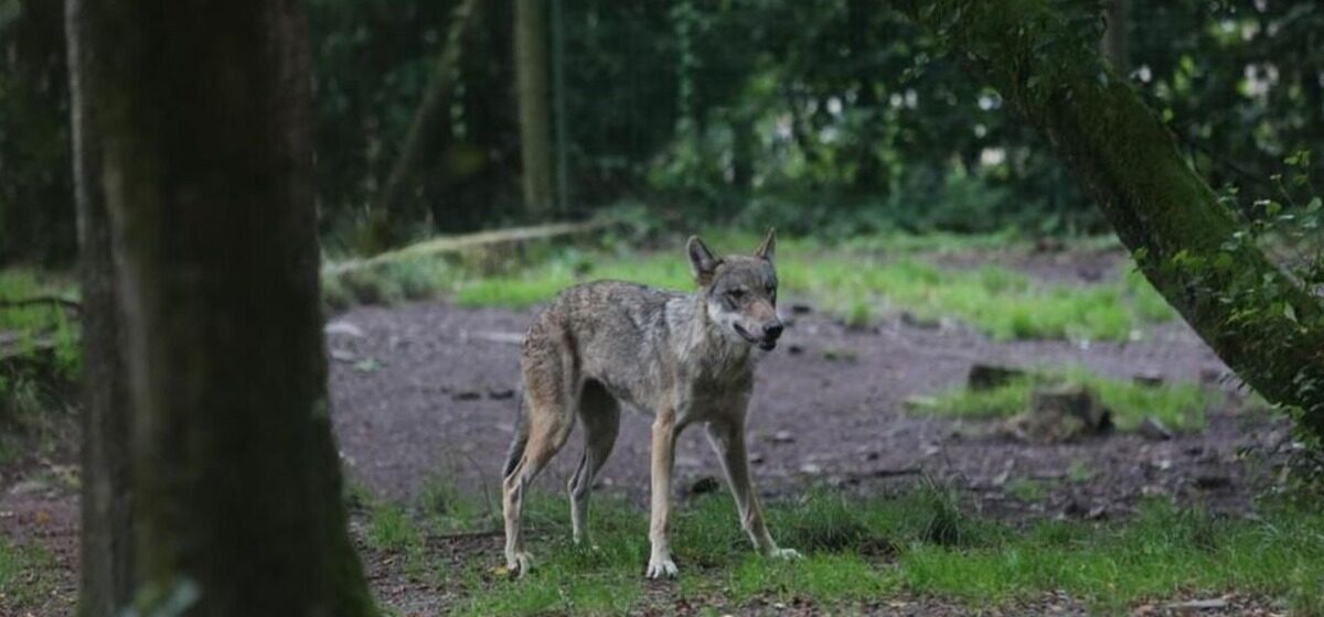 loup - Le Conseil d'État interdit le tir des loups dans les Hautes-Pyrénées