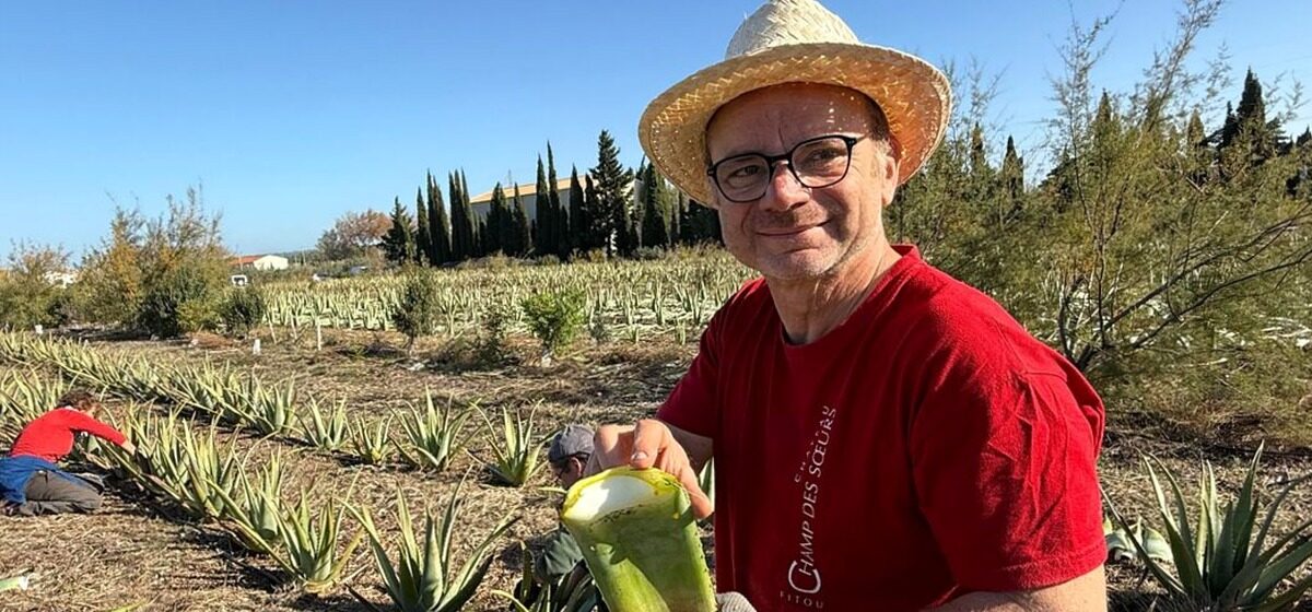 Aloe - 100 % Française et Bio : Découvrez la Première Récolte D’aloe Vera Aux Confins De L’Aude Et Des Pyrénées-Orientales