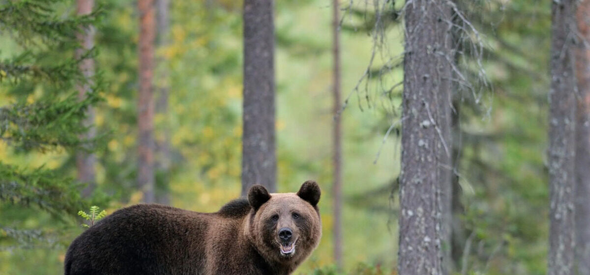 montre - L'ours est revenu pour traîner son corps : la montre d'un Japonais tué par un plantigrade révèle ses derniers instants