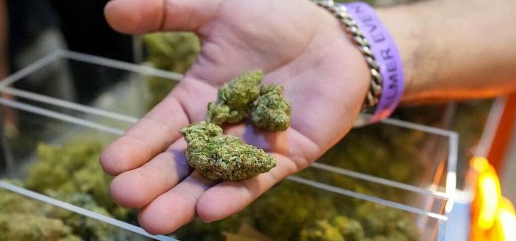 cannabis - Trump devrait élargir l'accès au cannabis dans un changement majeur de la politique en matière de drogues