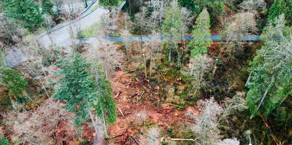 abattage - Le groupe perd son dernier combat judiciaire pour arrêter l'abattage d'arbres au parc Stanley de Vancouver