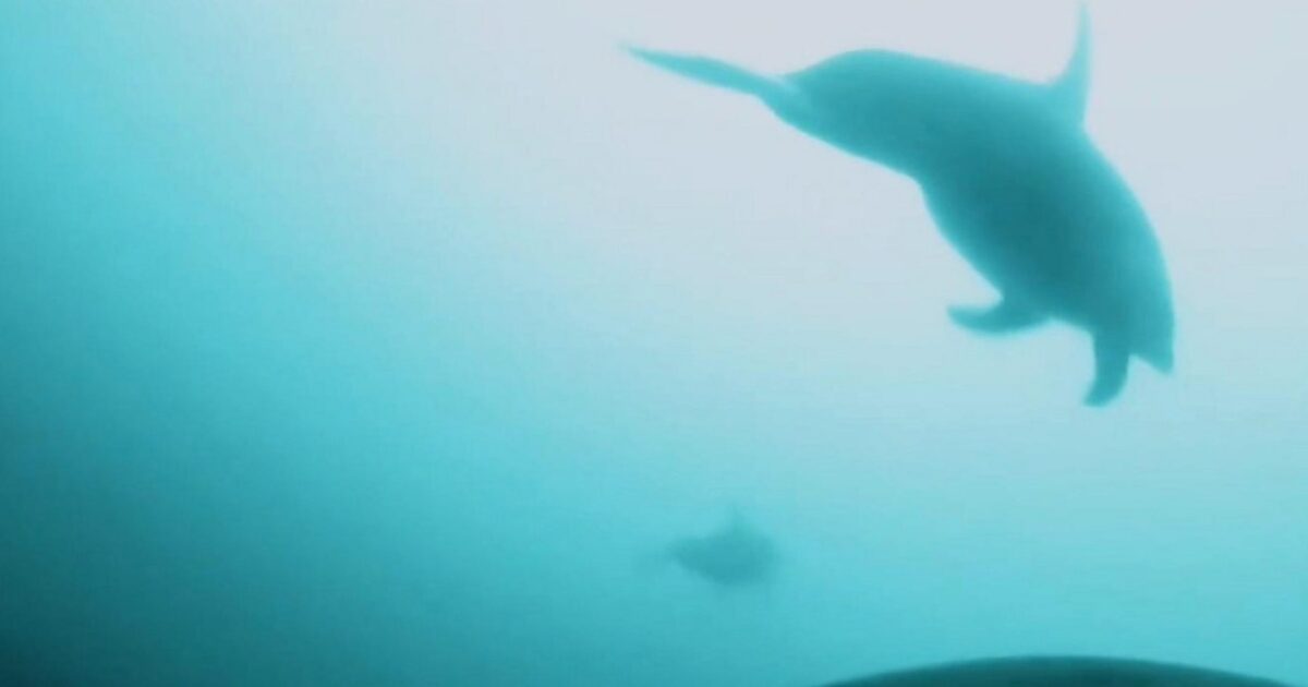 orques - Des caméras sur des orques capturent la première preuve d'une chasse conjointe avec des dauphins