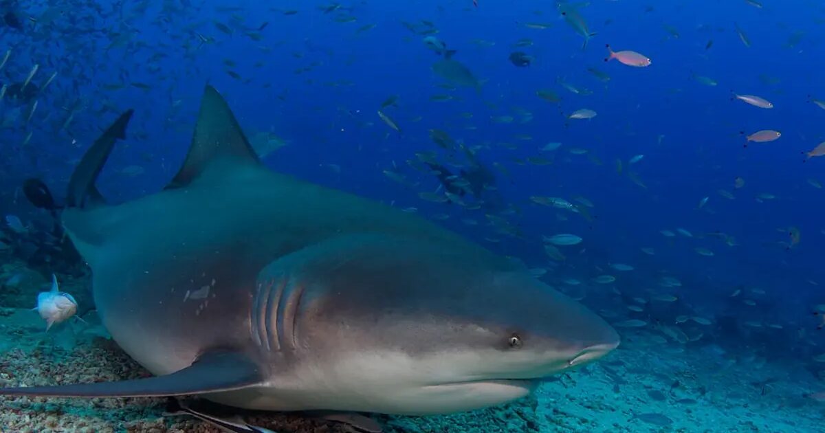 requin - Un garçon de 12 ans décède après avoir été hospitalisé suite à une attaque de requin à Sydney