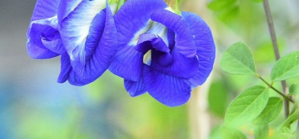 fleur - La 'fleur bleue' magique qui transforme la fortune des agriculteurs en Inde