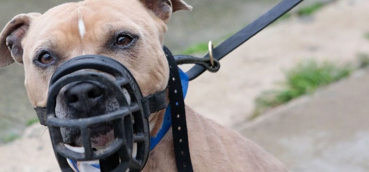 chien - Perpignan : Un chien arrache l’oreille d’un homme, l’American Staff abattu par la police