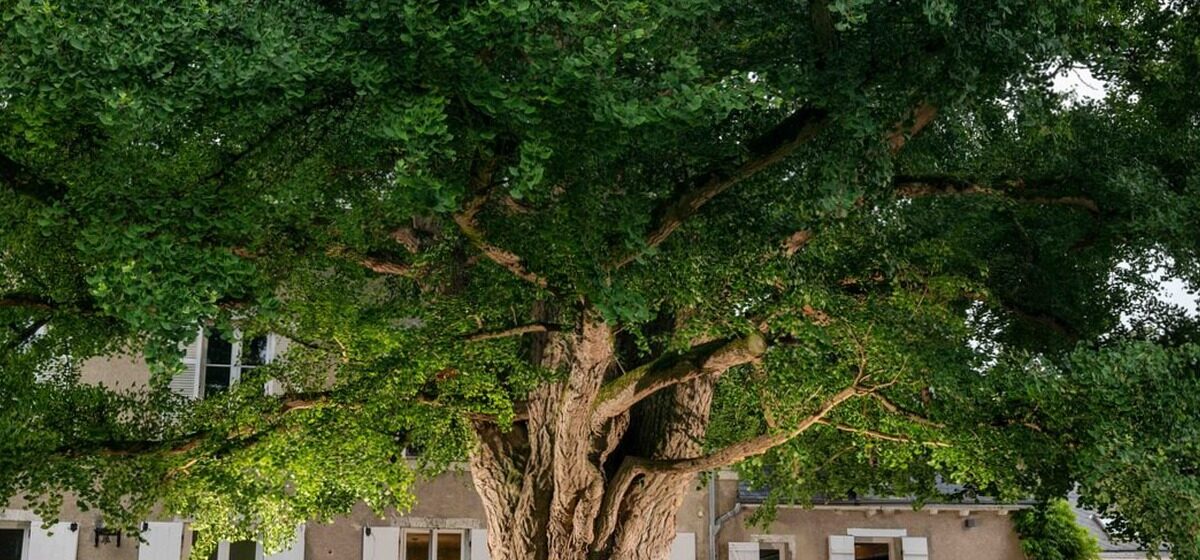 Ginkgo - À 170 Ans, Ce Ginkgo Du Loiret Est Sacré Arbre De L’Année 2025