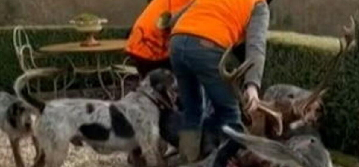 cerf - Deux chasseurs condamnés pour avoir tué un cerf sur la propriété de Luc Besson