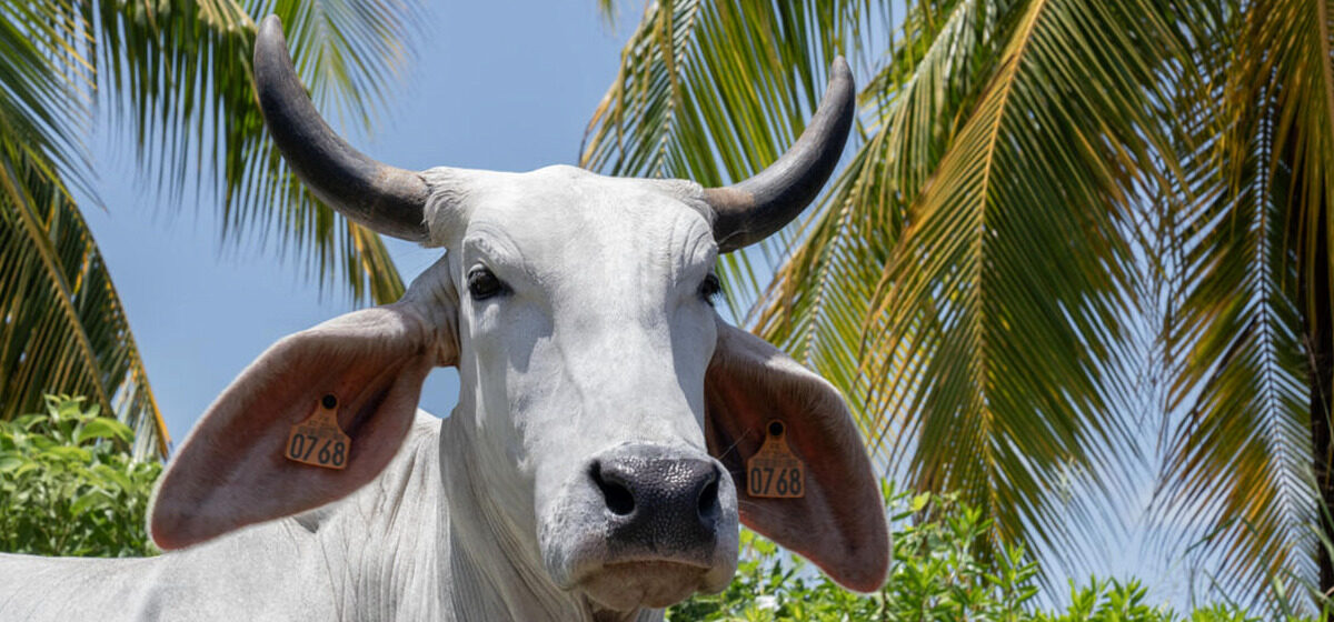 Biguine - « Elle N’attendait Qu’une Chose, Être Présente Au Salon » : La Déception De L’Éleveur De Biguine, Vache Égérie De L’Édition 2026