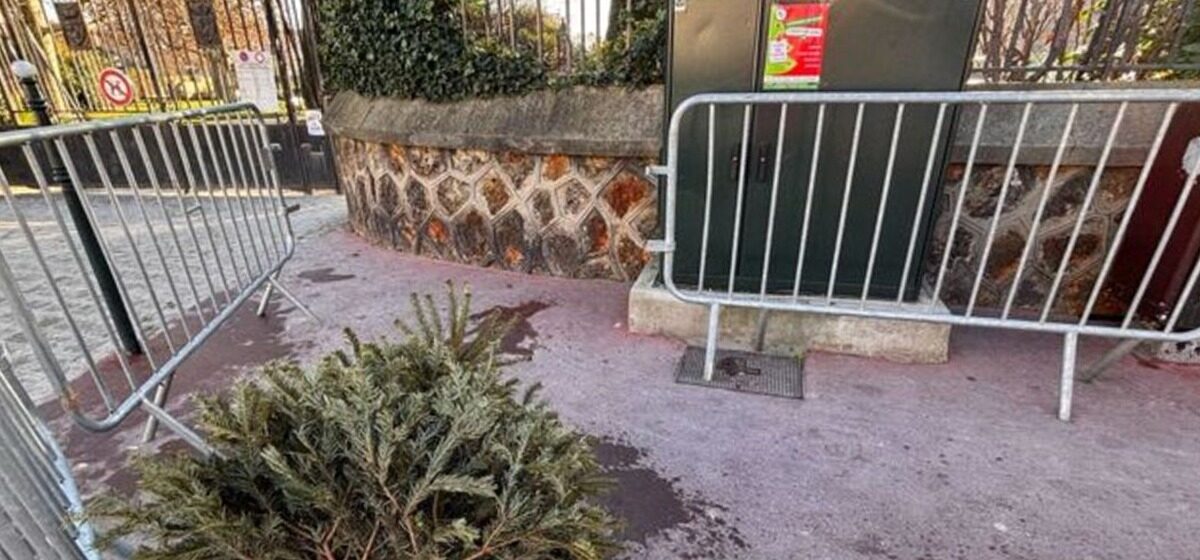 Sapin - Quand Faut-il Éliminer Son Sapin De Noël ?