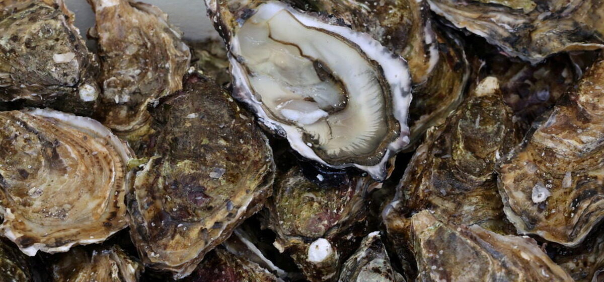huîtres - « Elles s’ouvraient trop facilement » : Un couple du Gers découvre des vers dans ses huîtres