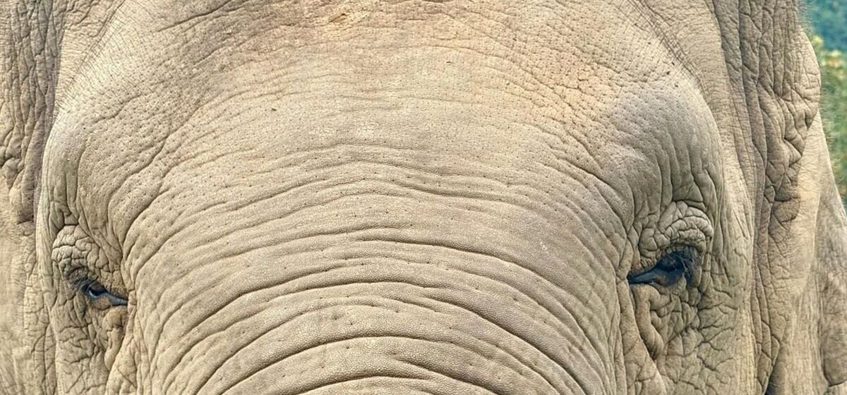 éléphant - Un éléphant ayant tué plus de 20 personnes, dont un couple et ses deux enfants, activement recherché en Inde