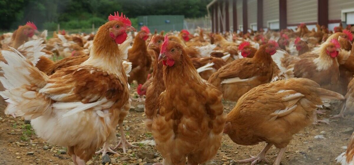 Vente - « Elles Pondent Encore » : Une Vente Solidaire Dans l'Essonne Pour Sauver 650 Poules Pondeuses