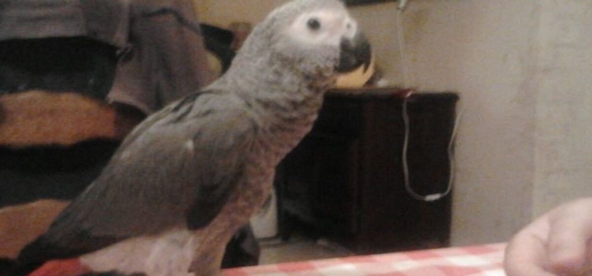 perroquets - Après le vol de ses deux perroquets, l’ancien éleveur du Lot redoute « une crise cardiaque » pour ces oiseaux fragiles