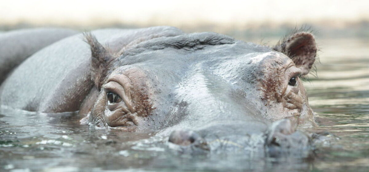 Kenya - « Aidez Nos Fils, Je Vous En Prie » : Quatre Jeunes Pêcheurs Tués Dans Une Attaque D'Hippopotames Au Kenya
