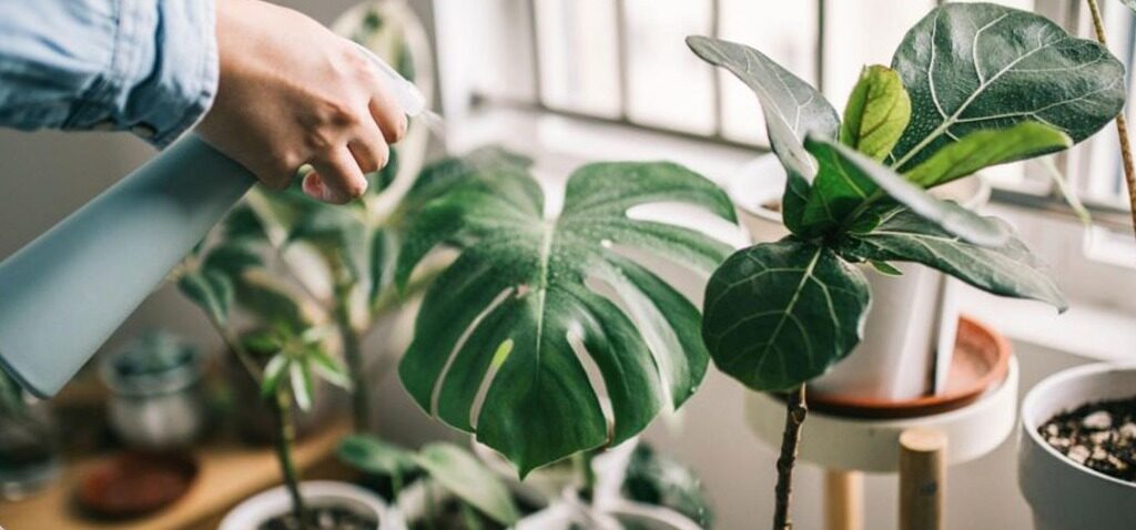 plantes - Tuez-vous régulièrement vos plantes d'intérieur ? Voici comment les garder en vie.