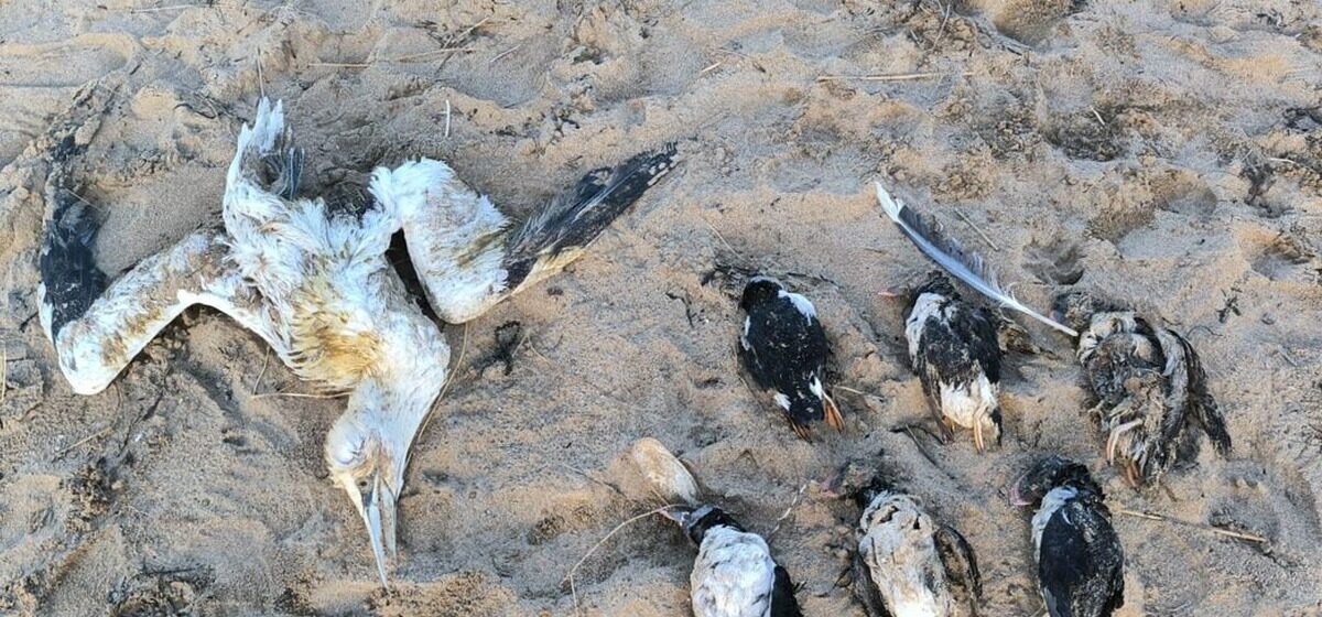 macareux - Après les oiseaux mazoutés par l'Erika, pourquoi des centaines de macareux marins s'échouent-ils sur les côtes bretonnes ?