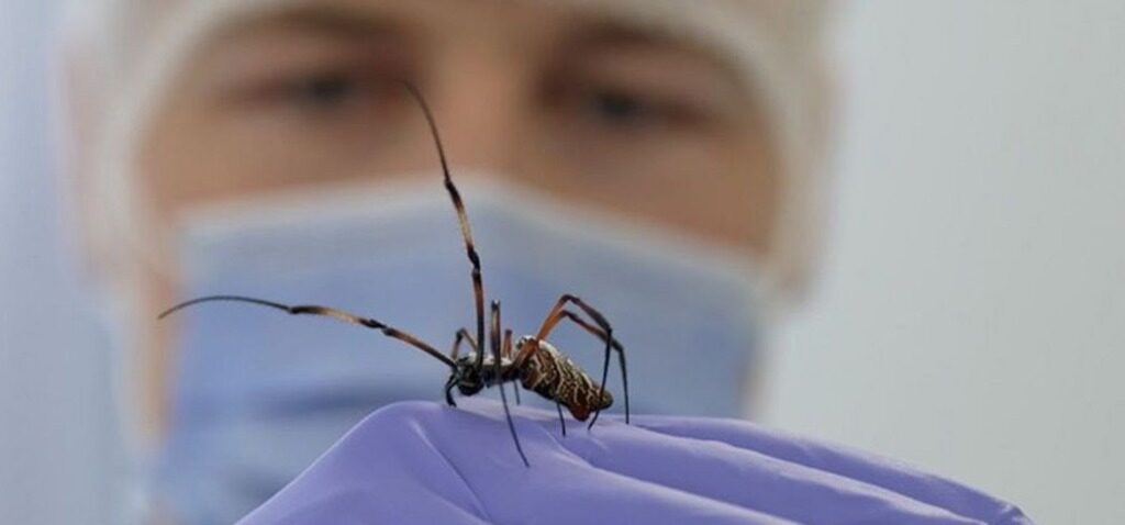 soie - La soie de cette araignée pourrait-elle aider à réparer des nerfs ?