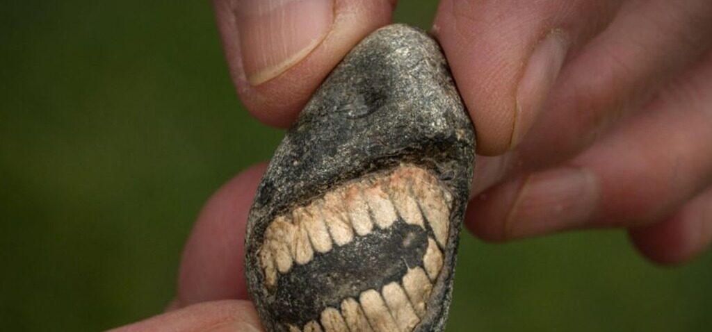 fossile - Découverte d'un fossile 'souriant' sur l'île sacrée