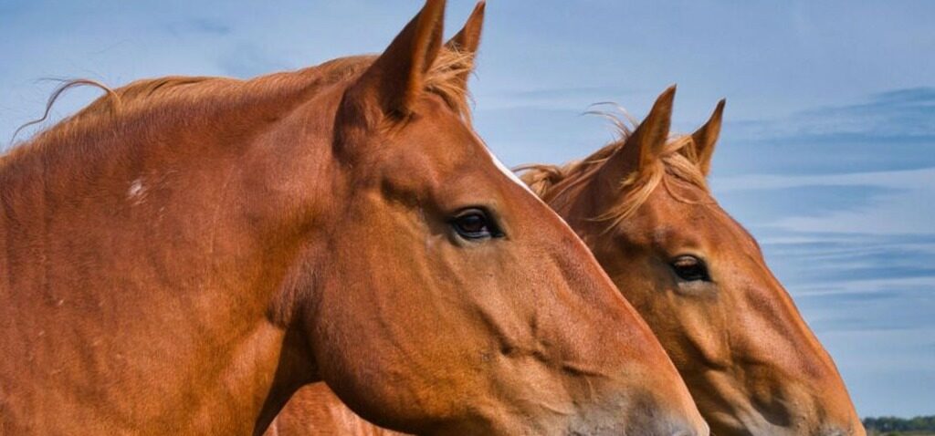 Chevaux - Le Centre Équestre des Chevaux de Race Réduit ses Activités face aux Coûts Élevés