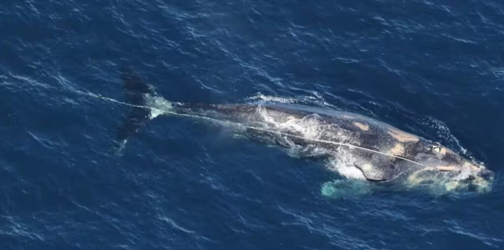 baleine - Une baleine noire de l'Atlantique Nord retrouvée morte après des semaines d'enchevêtrement