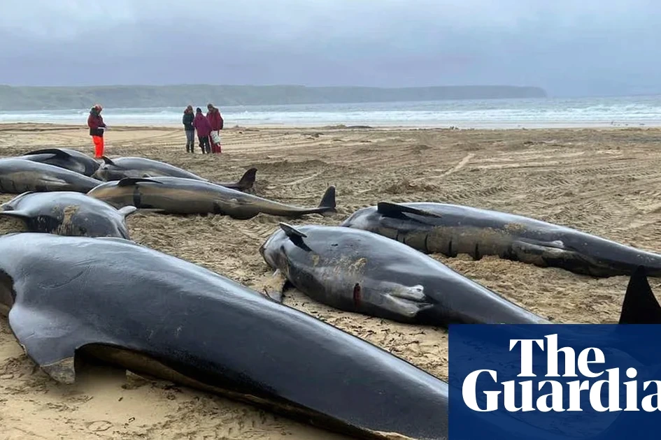 Baleines échouées sur une plage en Écosse, plusieurs corps alignés près du rivage sous ciel gris