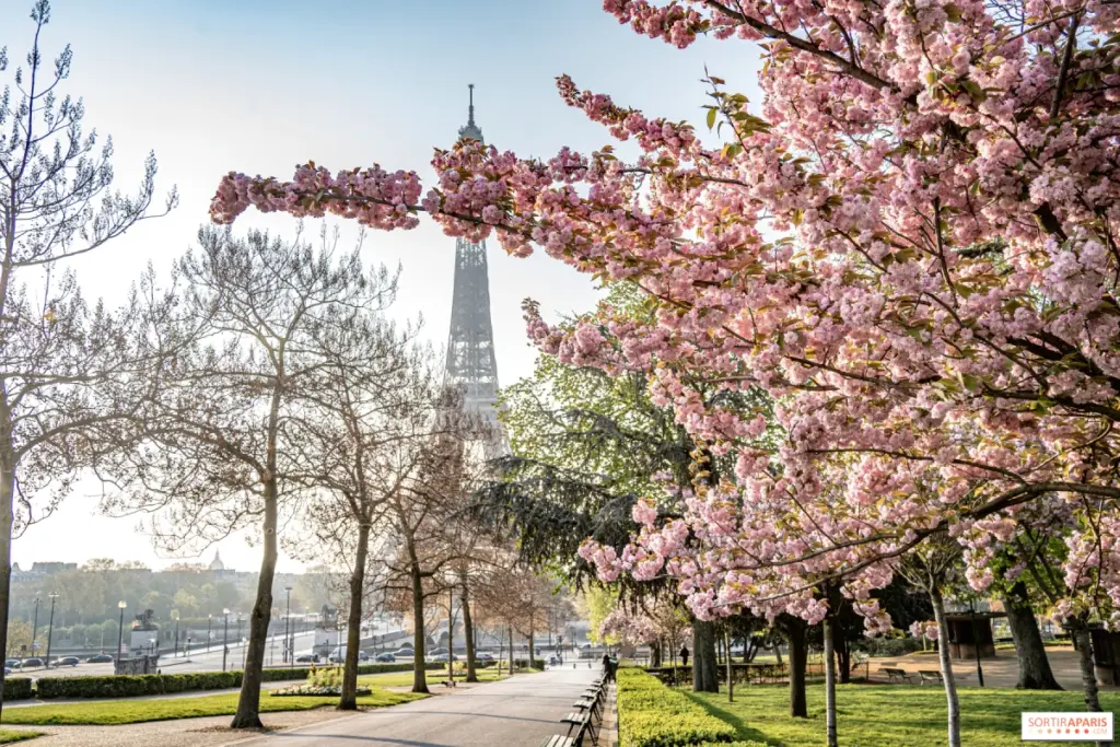 Cerisiers en fleurs à Paris, allée bordée d’arbres roses avec promeneurs et immeubles en arrière-plan