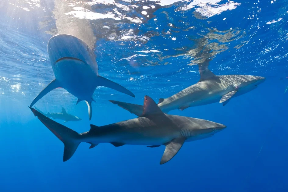 Requin nageant près de la surface dans les eaux turquoise des Bahamas, sujet d’un test cocaïne et caféine