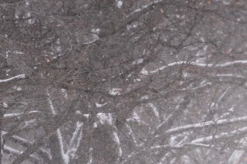 Paysage hivernal enneigé avec arbres nus et ciel gris, illustrant pourquoi l’hiver semble si long