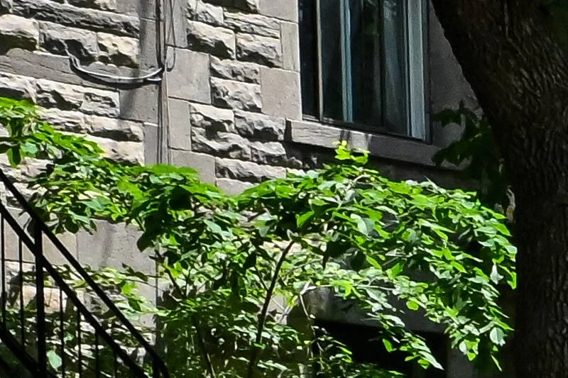 Berger allemand tenu en laisse par son maître sur un trottoir à Montréal, près d’un ruban de police